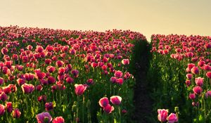 Preview wallpaper poppies, field, sky, verdure, road, night