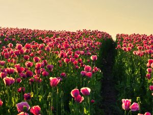 Preview wallpaper poppies, field, sky, verdure, road, night