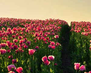 Preview wallpaper poppies, field, sky, verdure, road, night