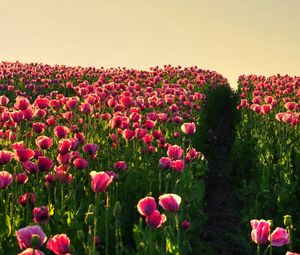 Preview wallpaper poppies, field, sky, verdure, road, night