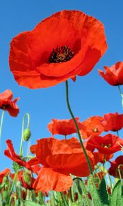 Preview wallpaper poppies, field, sky, green, summer, vacation