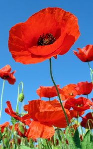 Preview wallpaper poppies, field, sky, green, summer, vacation