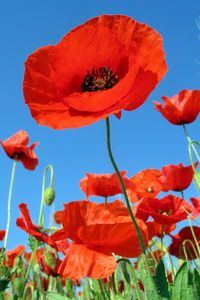 Preview wallpaper poppies, field, sky, green, summer, vacation