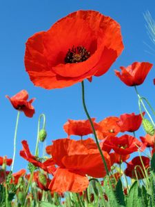 Preview wallpaper poppies, field, sky, green, summer, vacation