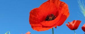 Preview wallpaper poppies, field, sky, green, summer, vacation