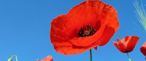 Preview wallpaper poppies, field, sky, green, summer, vacation