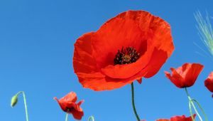 Preview wallpaper poppies, field, sky, green, summer, vacation