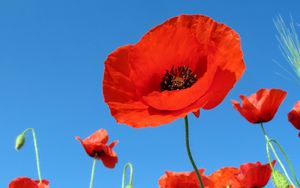 Preview wallpaper poppies, field, sky, green, summer, vacation