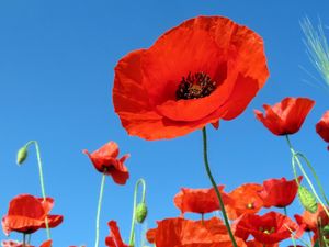 Preview wallpaper poppies, field, sky, green, summer, vacation