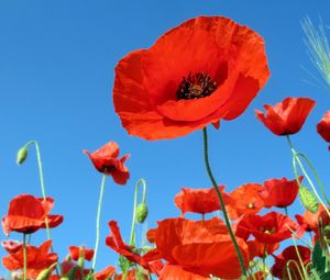 Preview wallpaper poppies, field, sky, green, summer, vacation