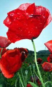 Preview wallpaper poppies, field, sky, green, close-up