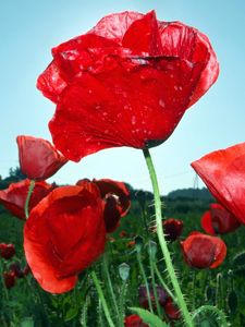 Preview wallpaper poppies, field, sky, green, close-up