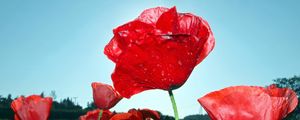 Preview wallpaper poppies, field, sky, green, close-up