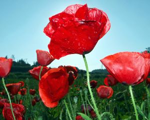 Preview wallpaper poppies, field, sky, green, close-up