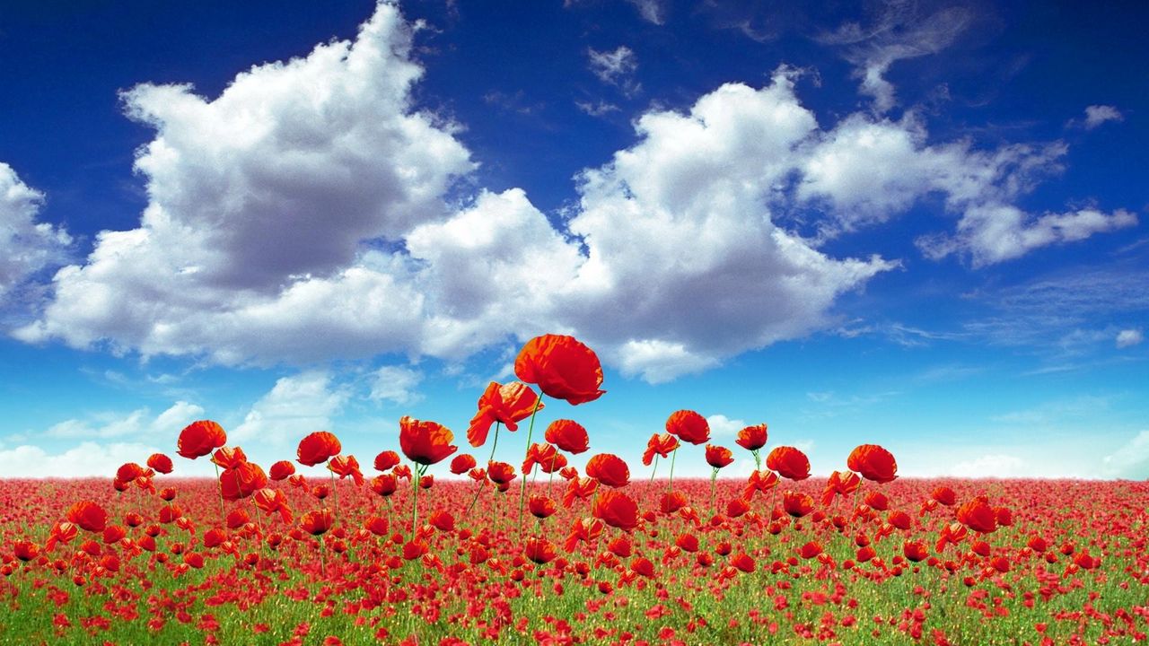 Wallpaper poppies, field, sky, clouds, light