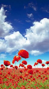 Preview wallpaper poppies, field, sky, clouds, light