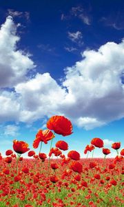 Preview wallpaper poppies, field, sky, clouds, light