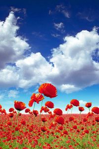 Preview wallpaper poppies, field, sky, clouds, light