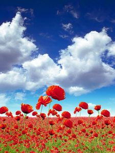 Preview wallpaper poppies, field, sky, clouds, light