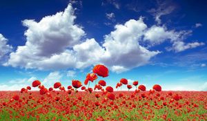 Preview wallpaper poppies, field, sky, clouds, light