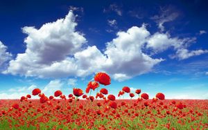 Preview wallpaper poppies, field, sky, clouds, light