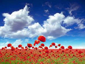 Preview wallpaper poppies, field, sky, clouds, light