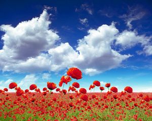 Preview wallpaper poppies, field, sky, clouds, light