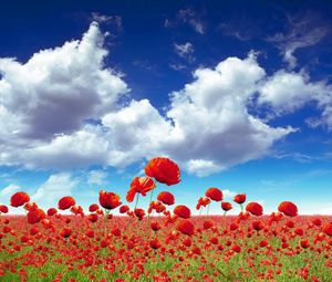 Preview wallpaper poppies, field, sky, clouds, light