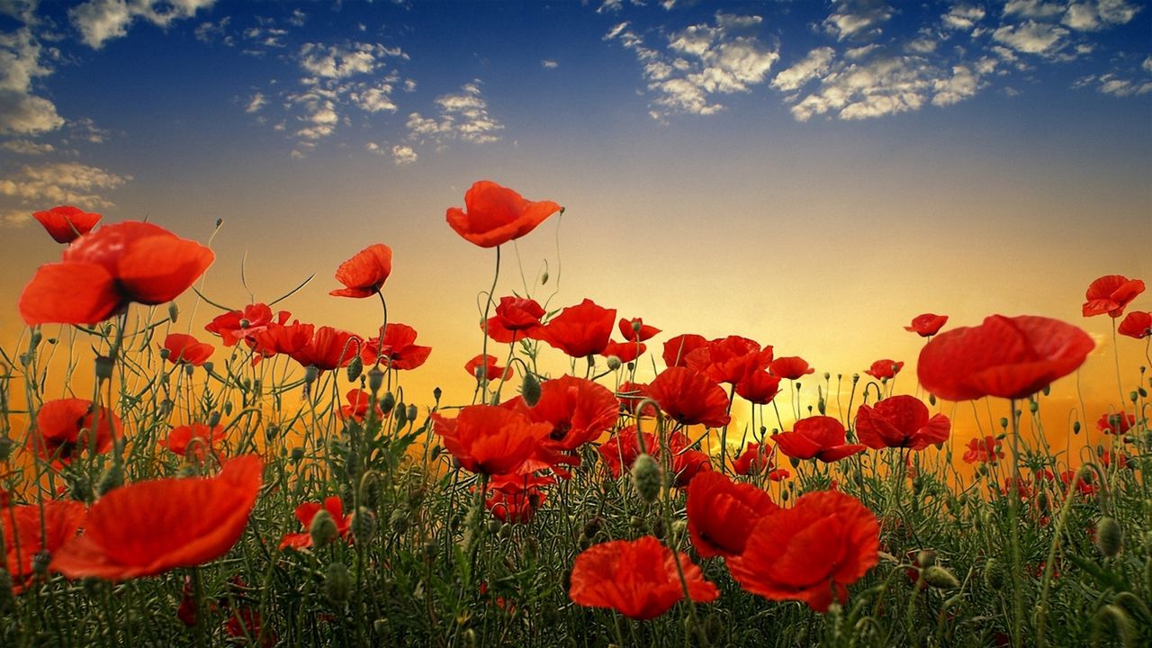 Wallpaper poppies, field, sky, sunset, clouds, green hd, picture, image