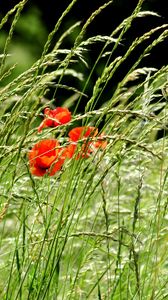 Preview wallpaper poppies, field, spikes, nature, greenery