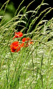 Preview wallpaper poppies, field, spikes, nature, greenery