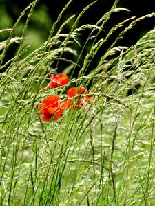 Preview wallpaper poppies, field, spikes, nature, greenery