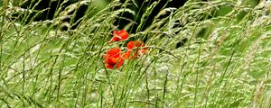 Preview wallpaper poppies, field, spikes, nature, greenery