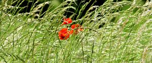 Preview wallpaper poppies, field, spikes, nature, greenery