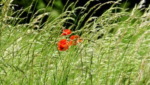 Preview wallpaper poppies, field, spikes, nature, greenery