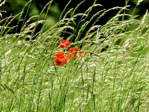 Preview wallpaper poppies, field, spikes, nature, greenery