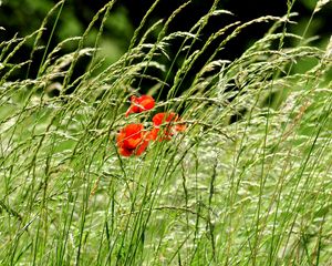 Preview wallpaper poppies, field, spikes, nature, greenery