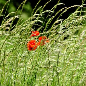 Preview wallpaper poppies, field, spikes, nature, greenery