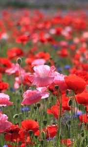 Preview wallpaper poppies, field, summer, nature