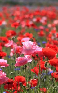 Preview wallpaper poppies, field, summer, nature