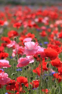 Preview wallpaper poppies, field, summer, nature