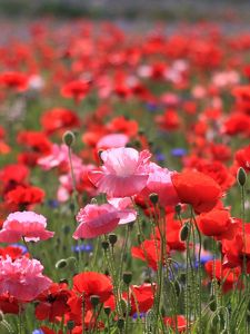 Preview wallpaper poppies, field, summer, nature