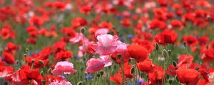 Preview wallpaper poppies, field, summer, nature