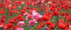 Preview wallpaper poppies, field, summer, nature