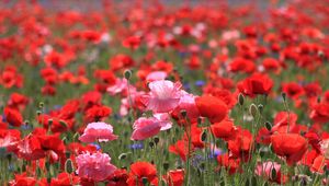 Preview wallpaper poppies, field, summer, nature