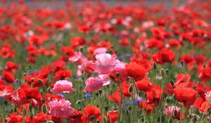 Preview wallpaper poppies, field, summer, nature