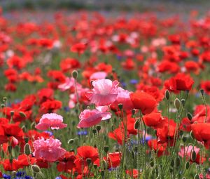 Preview wallpaper poppies, field, summer, nature