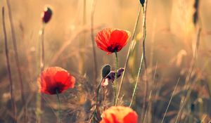 Preview wallpaper poppies, field, summer, sharpness