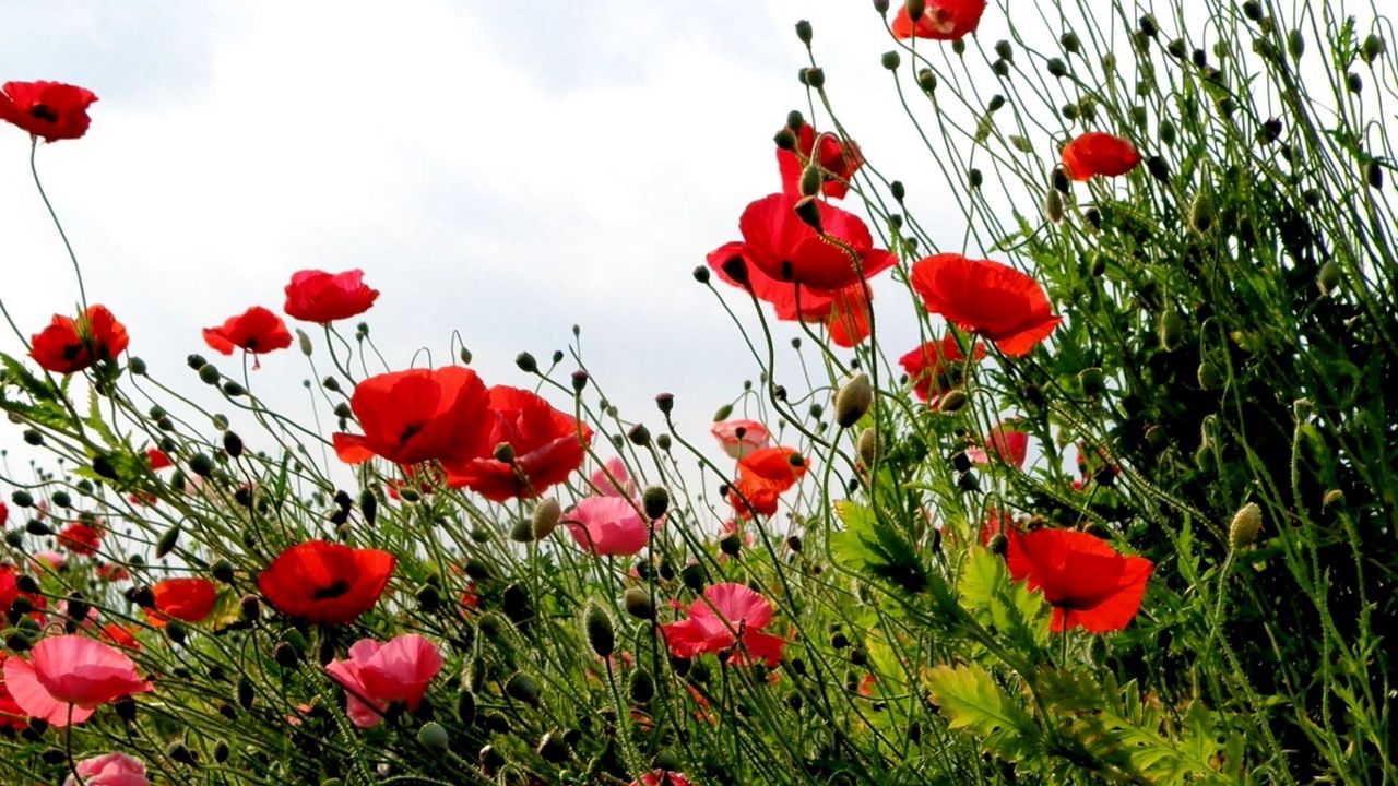 Wallpaper poppies, field, summer, sky, verdure, grass