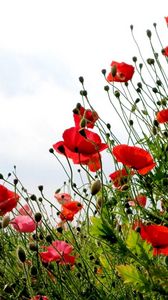 Preview wallpaper poppies, field, summer, sky, verdure, grass